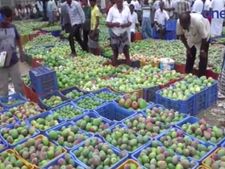 மாங்காய் விளைச்சல் பாதிப்பு: வேதனையில் விவசாயிகள்- வீடியோ 