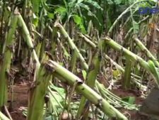  தேனி அருகே சூறைக்காற்றுடன் கனமழை... 20 ஏக்கர் வாழை மரங்கள் சேதம்.. விவசாயிகள் கவலை - வீடியோ 