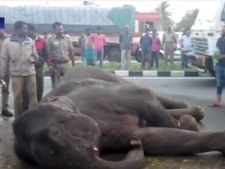 சாலையைக் கடக்க முயன்ற யானை மீது பஸ் மோதி விபத்து... 3 மணி நேரத்திற்குப் பின் யானை மீட்பு - வீடியோ