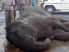 ஓசூர் அருகே சாலையை கடந்த யானை பஸ் மோதி படுகாயம்! நெடுஞ்சாலையில் டிராபிக் ஜாம்
