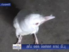 கிருஷ்ணகிரியில் ‘வெள்ளை’ காக்கா... மல்லாக்க பறக்குது'.. மக்கள் மீட்டனர்- வீடியோ 
