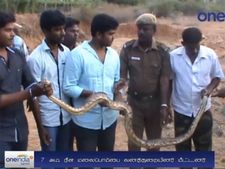 விவசாயத் தோட்டத்தில் 7 அடி நீள மலைப்பாம்பு மீட்பு... மீண்டும் காட்டிற்குள் விடப்பட்டது- வீடியோ 