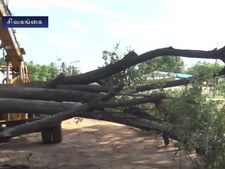 நான்கு வழி சாலைக்காக 120 ஆண்டு பழமையான மரம் சேதமின்றி இடமாற்றம் - வீடியோ