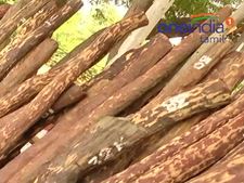 சர்வதேச செம்மரக் கடத்தல் கும்பல் கைது.. கார், லாரி பறிமுதல் 