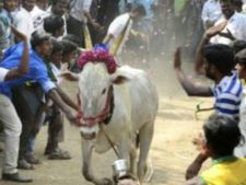 போலீஸ் தடையை மீறி எருது விடும் விழா.. திருவண்ணாமலை அருகே பரபரப்பு 