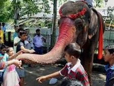 மதுரையில் யானை மீது அமர்ந்து சென்ற பாகன் மின்சாரம் தாக்கி பலி