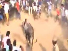 அலங்காநல்லூரில் தடையை மீறி காளைகளை அவிழ்த்துவிட்டு ஜல்லிக்கட்டு- இளைஞர்கள் பெரும் உற்சாகம்!! 