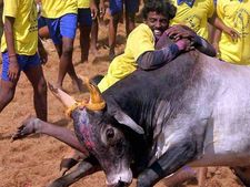 ஜல்லிக்கட்டு: 13ம் தேதி மதுரையில் 3 அதிமுக கூட்டணி கட்சிகள் ஆர்ப்பாட்டம் 