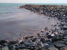 கடலூர்,புதுச்சேரி வரை பரவிய 'எண்ணூர்' கச்சா எண்ணெய்.. மீனவர்கள் கடும் பாதிப்பு 