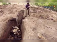  மூன்று மாதமேயான குட்டி யானை...குழிக்குள் விழுந்த பரிதாபம் - வீடியோ 