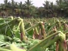 தேனியில் சுழன்றடித்த சூறாவளி... பல்லாயிரக்கணக்கான வாழை மரங்கள் சேதம் 