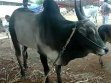 மாடுகளை மத்திய அரசிடம் ஒப்படைத்து.. ஈரோடு விவசாயிகள் நூதன போராட்டம்! 