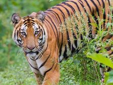  மாட்டிறைச்சி தடை விவகாரம்: பூங்கா விலங்குகளுக்கு உணவு கிடைப்பதில் சிக்கல்! 