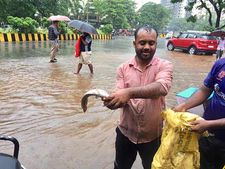 இந்த மழைக்கு இவ்வளவு பெரிய மீனா?  மும்பை வீதிகளில் மீன்பிடித்த மக்கள்! வைரலாகும் போட்டோ!