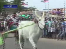 கருணாநிதியின் 94வது பிறந்தநாளை முன்னிட்டு கரூரில் மாட்டுவண்டிப் போட்டி - வீடியோ!