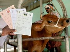 கோவையில் தொடங்கியது 'கௌஆதார்' - இந்திய மக்களுக்கு மட்டுமல்ல மாடுகளுக்கும் அடையாள எண் 