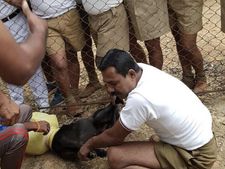 குடத்தில் மாட்டிக் கொண்ட நாயின் தலை... 15 போலீசார் ”போராடி” மீட்டனர்! 