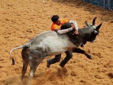 விருதுநகரில் நடந்த ஜல்லிக்கட்டில் சீறி பாய்ந்த காளைகள்! 