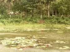 நெல்லையில் நிறம் மாறிய குளம்.. கேரள குப்பைகள் தான் காரணம்..  பொது மக்கள் குற்றச்சாட்டு! 