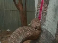 அற்புதமாக மவுத் ஆர்கன் வாசிக்கும் க்யூட் 