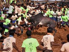 திருப்பூரில் முதன்முறையாக பிப்ரவரி 18ல் ஜல்லிக்கட்டு... அமைச்சர் ஆலோசனை! 