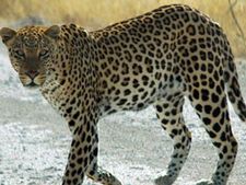  சிறுத்தையைக் வெட்டி கொன்றவர் மீது வழக்குப் பதிவு செய்த வனத்துறை- விவசாயிகள் சங்கம் எதிர்ப்பு 