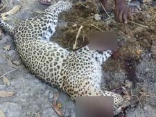  கிருஷ்ணகிரி அருகே மாடுகளைத் தாக்க வந்த சிறுத்தையை வெட்டிக் கொன்ற விவசாயி 