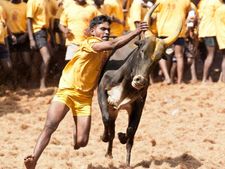 புதுக்கோட்டை:  ஜல்லிக்கட்டில் சீறிப்பாய்ந்த 1028 காளைகள் - மாடுகள் முட்டி 16 பேர் காயம் 