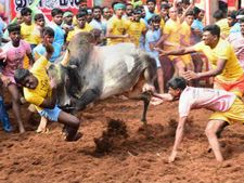 மதுரை பழங்காநத்தத்தில் பல ஆண்டுகளுக்குப் பிறகு ஜல்லிக்கட்டு: 479 மாடுபிடிவீரர்கள் பங்கேற்பு 