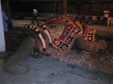 ஜெ. வாங்கிகொடுத்த திருவண்ணாமலை அண்ணாமலையார் கோவில் யானை ருக்கு உயிரிழப்பு.. அஞ்சலிக்குப்பின் அடக்கம்