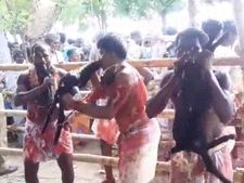 ஈரோடு அருகே வினோத திருவிழா... ஆட்டு ரத்தத்தை குடித்து ஆவேசமடையும் பூசாரிகள்