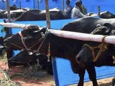 27 எருமை மாடுகள்.. 31 கிடாய்களை பலியிட்டு ரத்தம் குடித்த பக்தர்கள்.. சிவகங்கையில் மிரட்டல் திருவிழா!