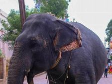 மதுரையை மட்டுமல்ல சினிமாவிலேயும் கலக்குறாங்களே.. யார் இந்த செலிபிரிட்டி சுமதி?!! 