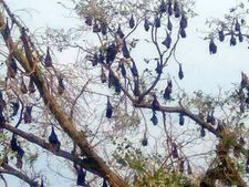 இதெல்லாம் கஜாவுக்கு தெரியுமா.. மாயமான உயிர்.. திரும்பி வந்த செல்லங்கள்.. சந்தோஷத்தில் நெடுவாசல்