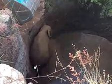 30 அடி ஆழ கிணறு.. உள்ளே விழுந்த  யானை.. மீண்டு வந்து 