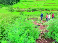 10,000 ஏக்கரில் கஞ்சா தோட்டம்.. ஆந்திராவை உலுக்கிய கேங்.. டிரோன் மூலம் கண்டுபிடித்த அதிரடி படை! 