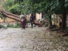 மரங்கள், மின் கம்பங்களை முறித்து போட்ட கஜா.. திருச்சியில் பெரும் சேதம்.. களத்தில் இறங்கிய கலெக்டர் 