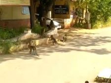 கோவை கலெக்டர் ஆபிஸில் வானரக் கூட்டம்... சுத்தி பாக்க வந்துச்சோ! 