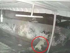 சீறுவது சிறுத்தையாக இருந்தால் எனக்கென்ன.. குரைத்தே தலைதெறிக்கவிட்ட 