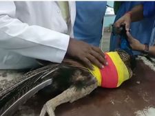 மயிலுக்கு ஒன்னும் ஆகாது.. டோன்ட் ஒர்ரி, நல்லா இருக்காம்.. ஆபரேஷன் சக்சஸ் 