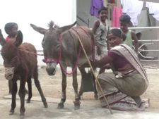 காந்தி குடிச்சது ஆட்டுப் பாலு.. பெரம்பலூர் அக்கா விக்குது கழுதைப் பாலு.. சங்கு 50 ரூபாய்தாண்ணே! 
