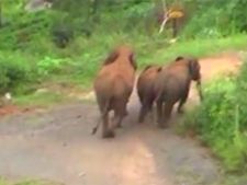 கிருஷ்ணகிரி அருகே பீதி.. கிராமங்களுக்குள் புகுந்த யானை.. பசு மாடுகள் ஆடு பலி 