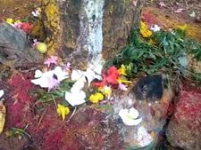 நம்பறீங்களோ... இல்லையோ... கோபால் வீட்டு மரத்தில் பால் வடியுதாம்.. ஒரே கூட்டம்! 