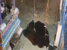 நடு ராத்திரி.. கோவிலுக்குள் வாக்கிங் போன கரடி..  விளக்கு எண்ணை எல்லாம் ஸ்வாஹா 
