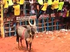 என்னது இந்த காளையா.. பெயரை கேட்டதுமே களத்தை விட்டு ஓடிய வீரர்கள்.. சுவாரசிய ஜல்லிக்கட்டு வீடியோ 