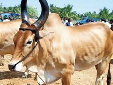 சூரியூரில் ஜல்லிக்கட்டுக்கான ஆயத்த பணிகள் தீவிரம்... காளைகளுக்கு முரட்டு பயிற்சி 
