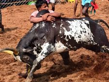 பொத்தமேட்டுப்பட்டி ஜல்லிக்கட்டை காண குவிந்த மக்கள்…பலத்த போலீஸ் பாதுகாப்பு 