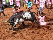 திருச்சியில் ஜல்லிக்கட்டுக்கான ஆயத்த பணிகள் ஜரூர்... 4 கிராமங்களில் ஜல்லிக்கட்டு நடத்த அனுமதி 