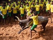 சீறிய காளைகள்… பாய்ந்த வீரர்கள்.. தச்சங்குறிச்சியில் இந்தாண்டின் முதல் ஜல்லிக்கட்டு 