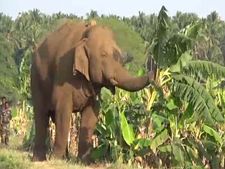 கரும்பு காட்டிலிருந்து யானை வந்தது.. ஆனால் ஆணையை காணோம்.. சின்னத்தம்பியை நாளை பிடிக்க முடிவு 